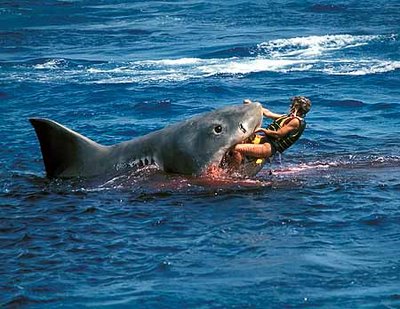 wild shark wild shark